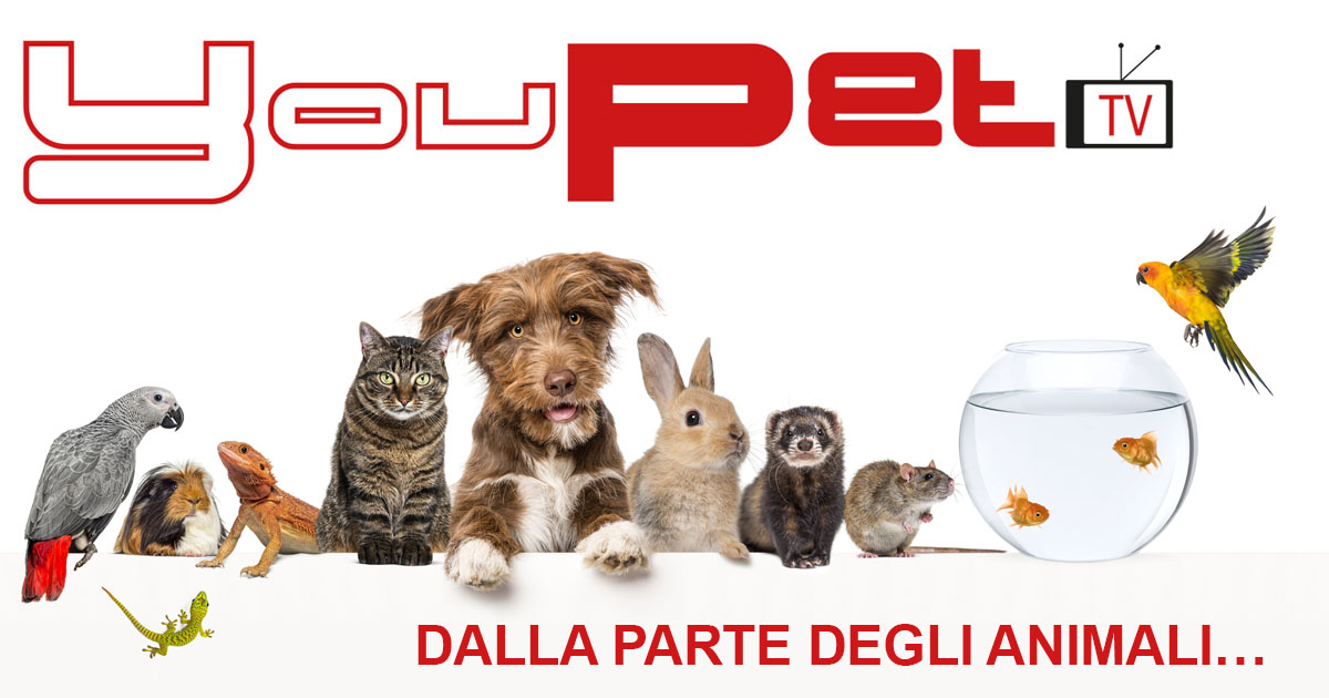 YouPetTV è un network di iniziative legate a una delle prime web tv italiane.