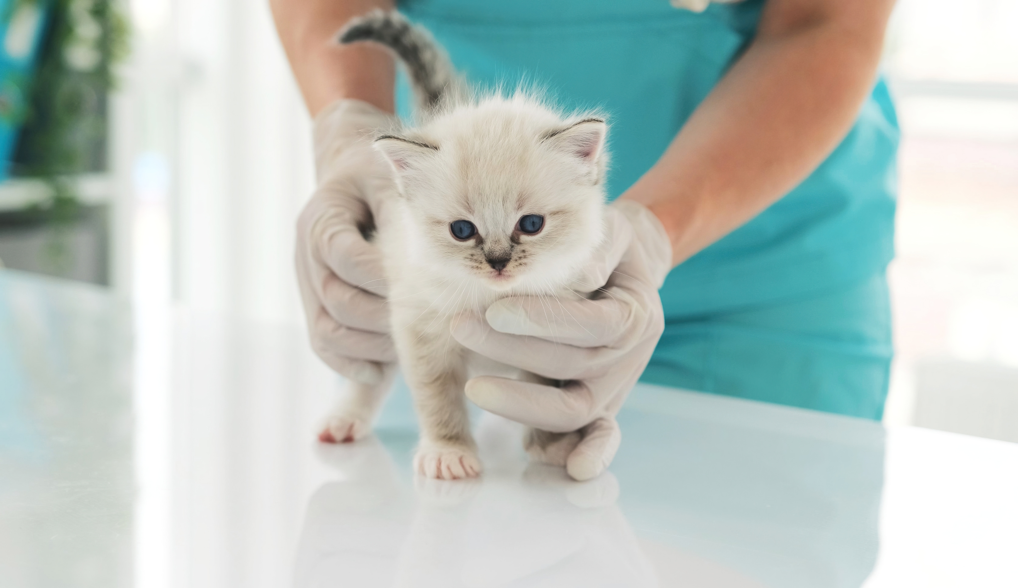 AUTORIZZATO L’USO DEL REMDESIVIR PER I GATTI 