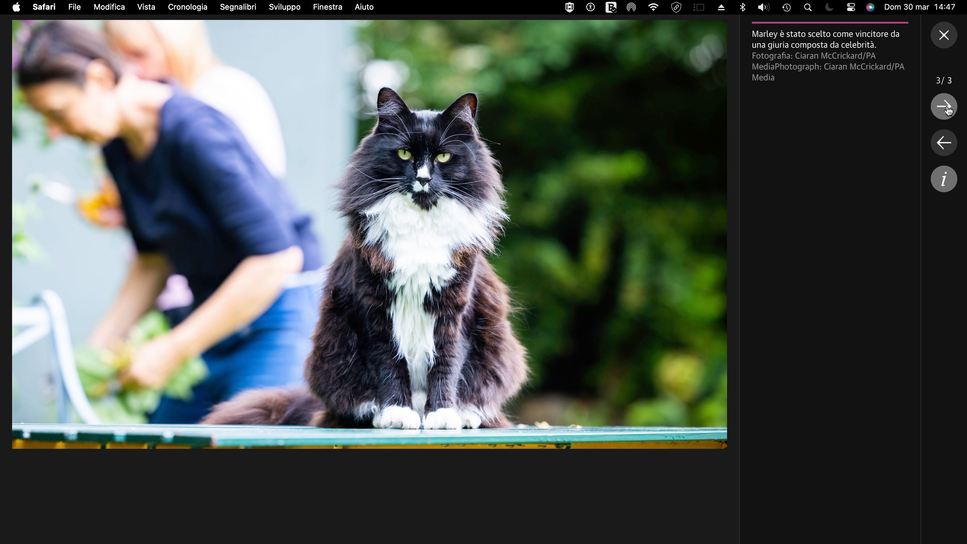 THE CAT OF THE YEAR 2024